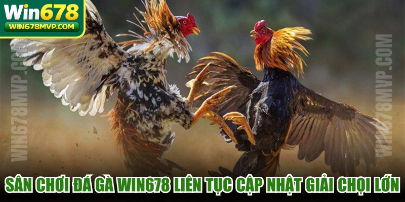 Sân chơi đá gà WIN678 liên tục cập nhật những giải chọi lớn