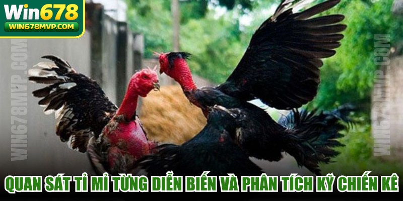 Quan sát tỉ mỉ từng diễn biến và phân tích kỹ thần thái của chiến kê